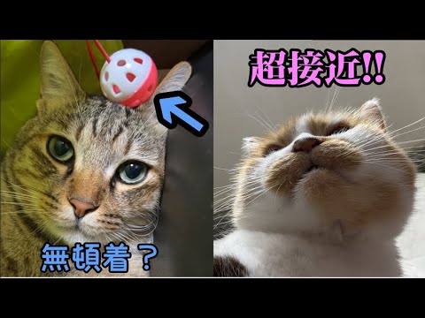 下から急接近してみた＆寛容すぎるキジトラ - YouTube