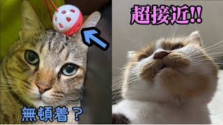 下から急接近してみた＆寛容すぎるキジトラ