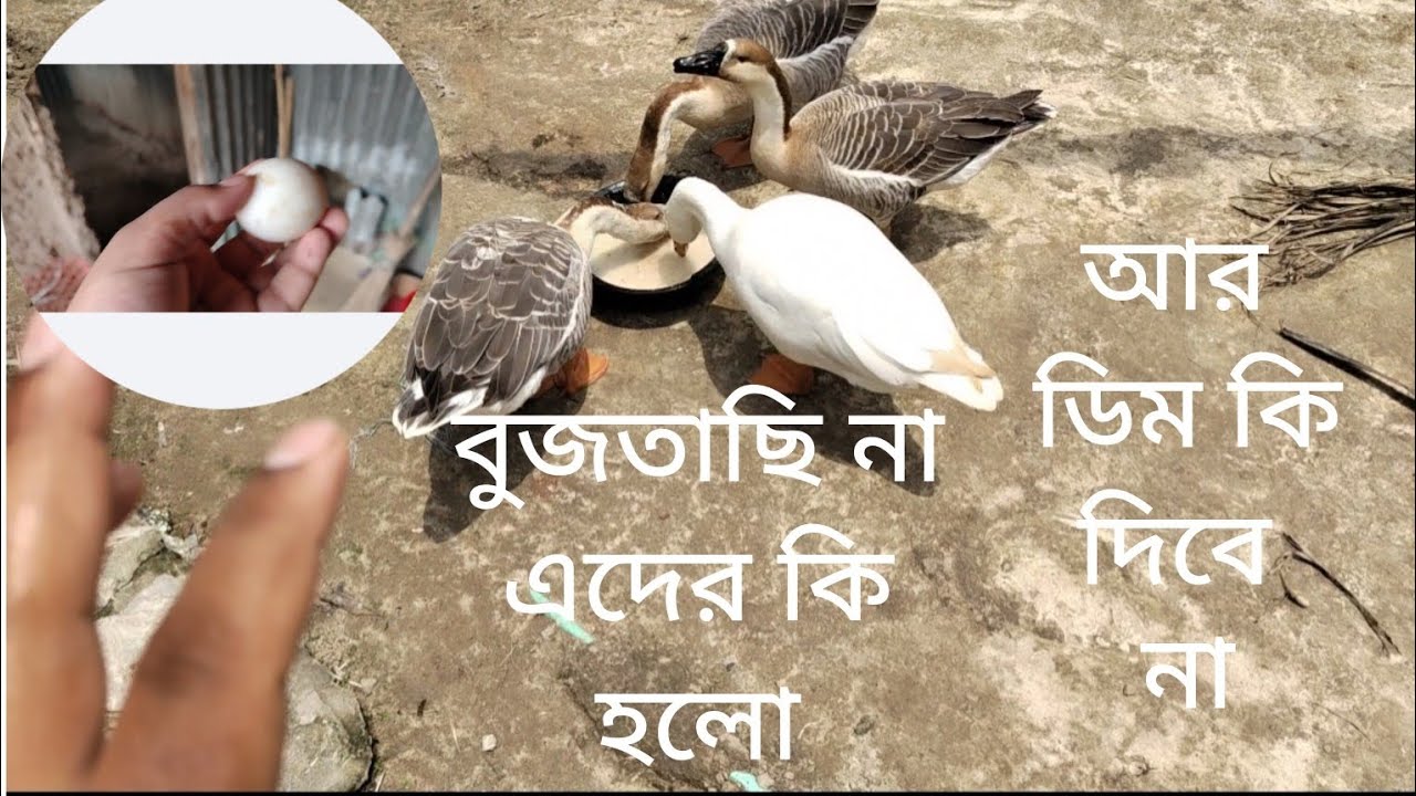 আলহামদুলিল্লাহ রাজহাঁসগুলোকে ডিমের জন্য কি খেতে দেই,কিন্তু আর ডিম পাচ্ছি না কেন আমার ধারনা কি ঠিক💔?