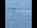 Lake Okeechobee Gator May 15, 2017
