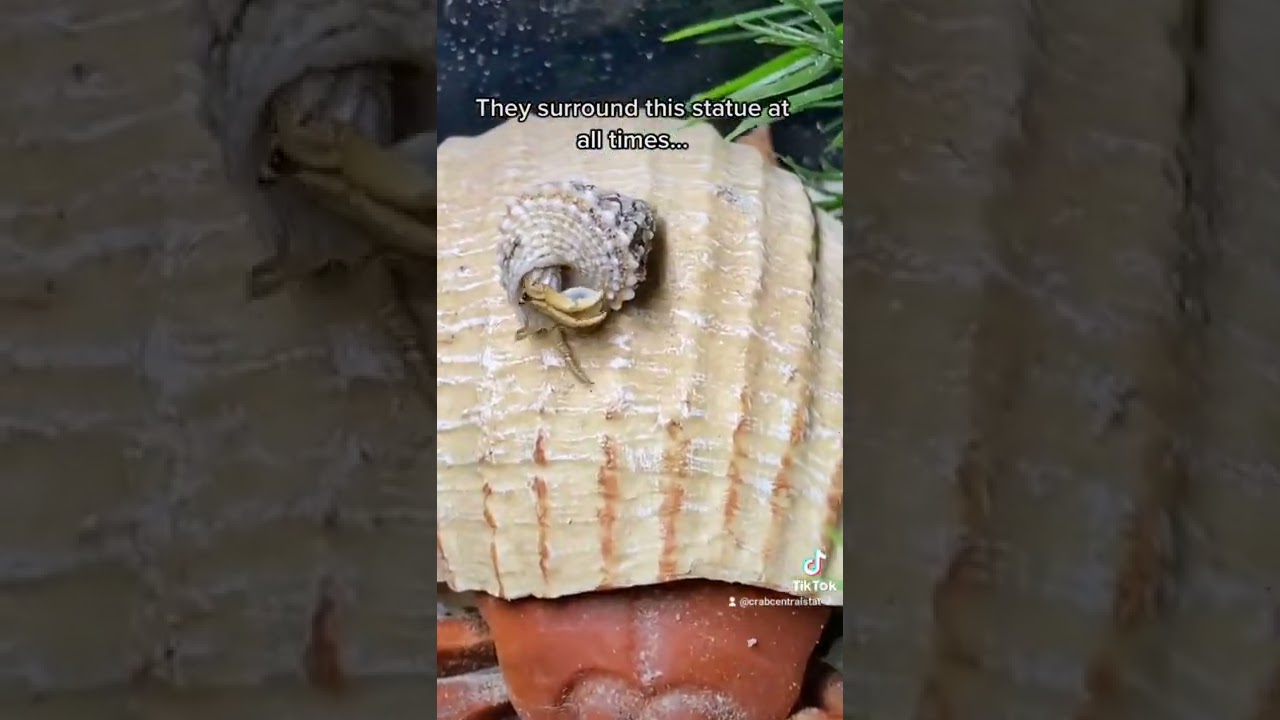 Captive Bred Hermit Crabs - Are You My Mom? 