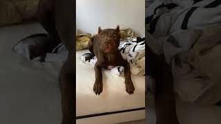 Red Nose Pitbull Puppy Barking And Playing