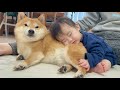 何も言わずに背中を貸してあげる懐のひろい豆柴が優しすぎました...