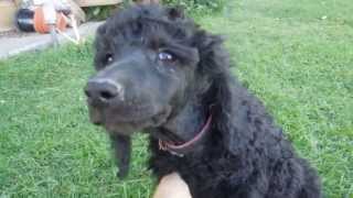 SOLD - Standard Poodle Puppy For Sale - #5 Adzuki Bean by Springer Clan Standard Poodles 395 views 11 years ago 2 minutes, 42 seconds