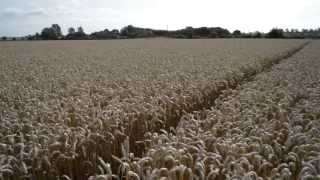Wheat Field by isobelkim 358 views 10 years ago 58 seconds