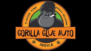 Gorilla Glue Autoflower @ Day 43 | Week 6