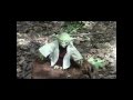 Mystery Of The Yoda Murder 3 Short Film 2013