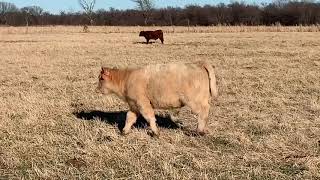 Detherage Show Steers Sale 2020 Tag 1407