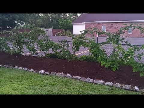 mulching in our blackberry plants Aug 2022