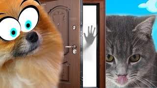 ТАЙНАЯ ЖИЗНЬ ДОМАШНИХ ЖИВОТНЫХ 2. Куда пропала кошка Матильда?? Кот Макс идет на поиски ТАЙНАЯ ЖИЗНЬ ДОМАШНИХ ЖИВОТНЫХ 2. Куда пропала кошка Матильда?? Кот Макс идет на поиски