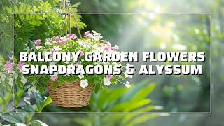Balcony Garden Flowers Pansies Snapdragons Sweet Alyssum for a Cozy Spring Space screenshot 1