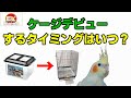【解説】オカメインコケージデビューするタイミングはいつ？