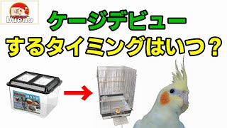 【解説】オカメインコケージデビューするタイミングはいつ？
