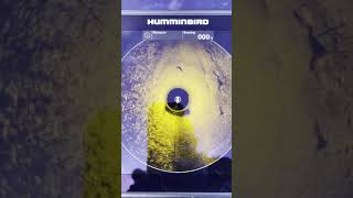 Alligator On Humminbird Mega 360