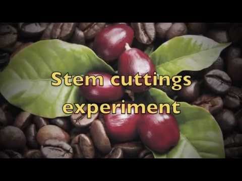 Video: Tăierea plantelor de cafea - Tăierea plantelor de cafea