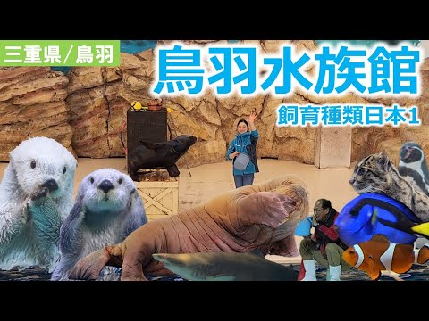 【三重】SNSで話題沸騰中 ラッコの「キラ」「メイ」飼育種類数日本一の鳥羽水族館