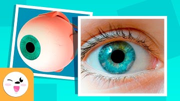 The Human Eye and Its Parts - How Vision Works - Compilation Video - Senses for Kids
