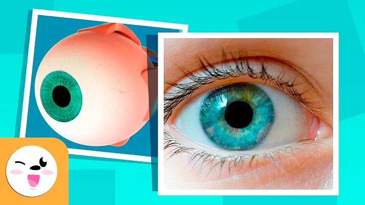 The Human Eye and Its Parts - How Vision Works - Compilation Video - Senses for Kids - DayDayNews