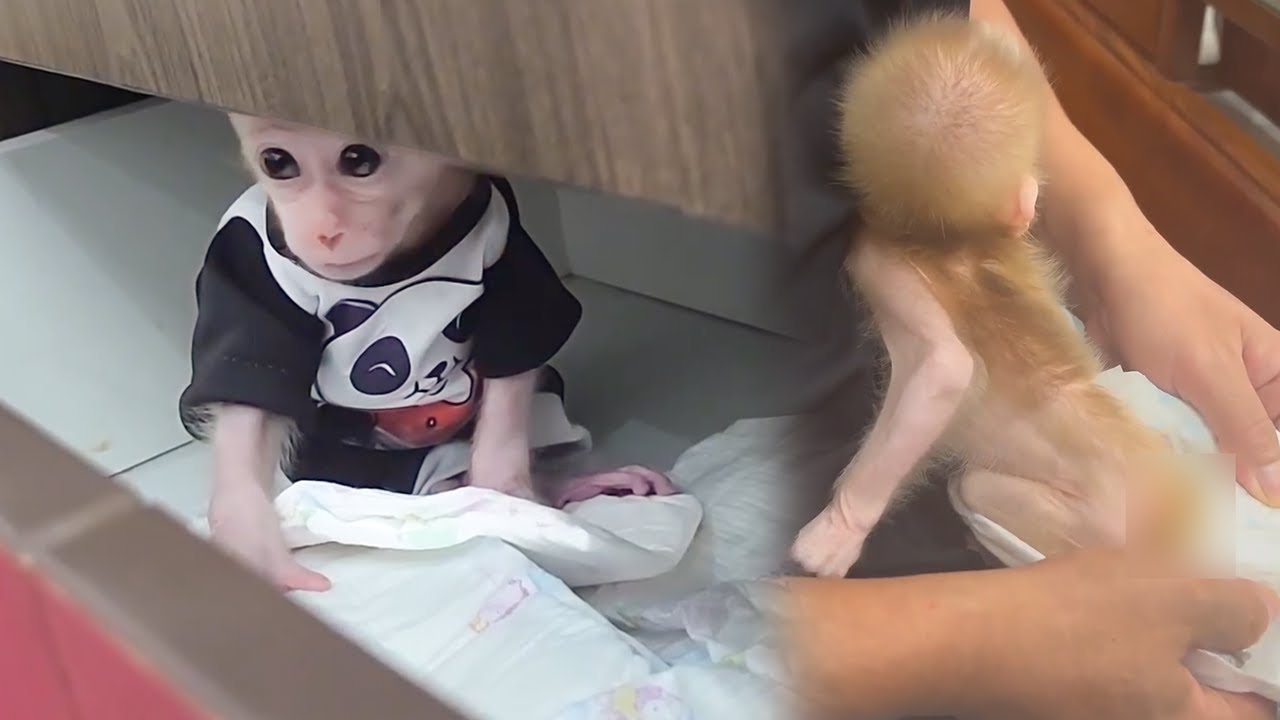 The baby monkey is too embarrassed to ask Dad to change its diaper when it is full of poop