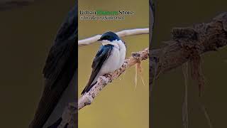 Tree Swallow
