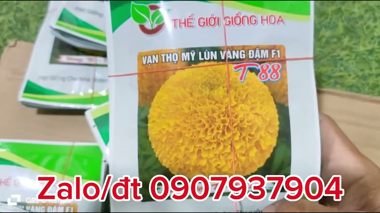 Hạt giống hoa vạn thọ T88 đã có hàng mới nhé cả nhà