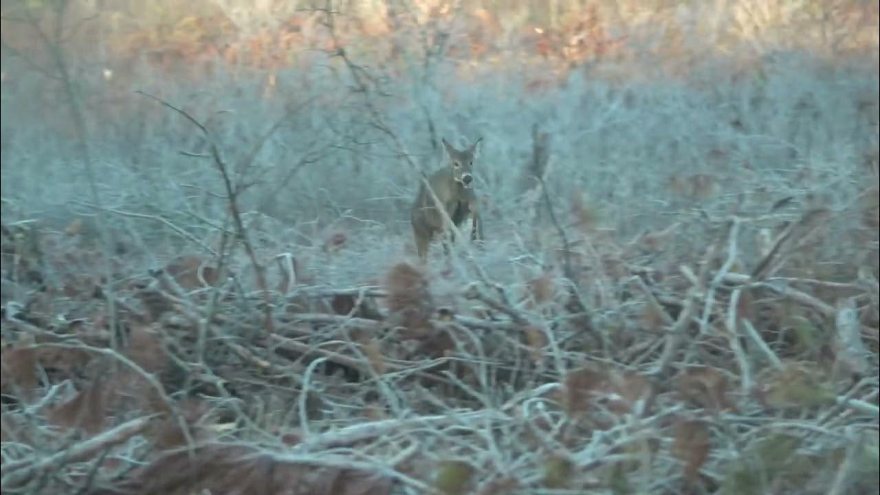 rutting-bucks-on-public-land-in-wisconsin-youtube
