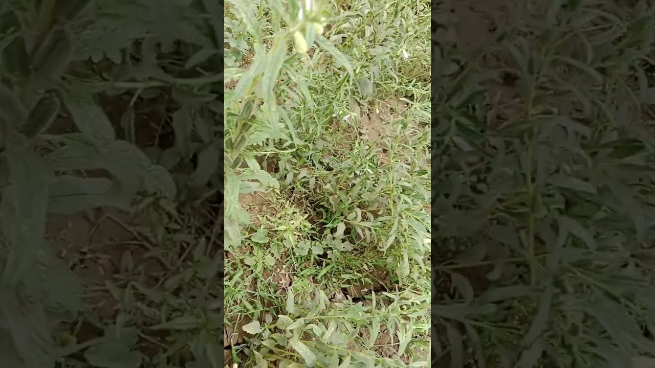 تل۔سفید مکھی،تیلا،بٹور ایک کھیت میں سب کچھ موجود-Combined attack of Whitefly, Mirid bug and Phyllody