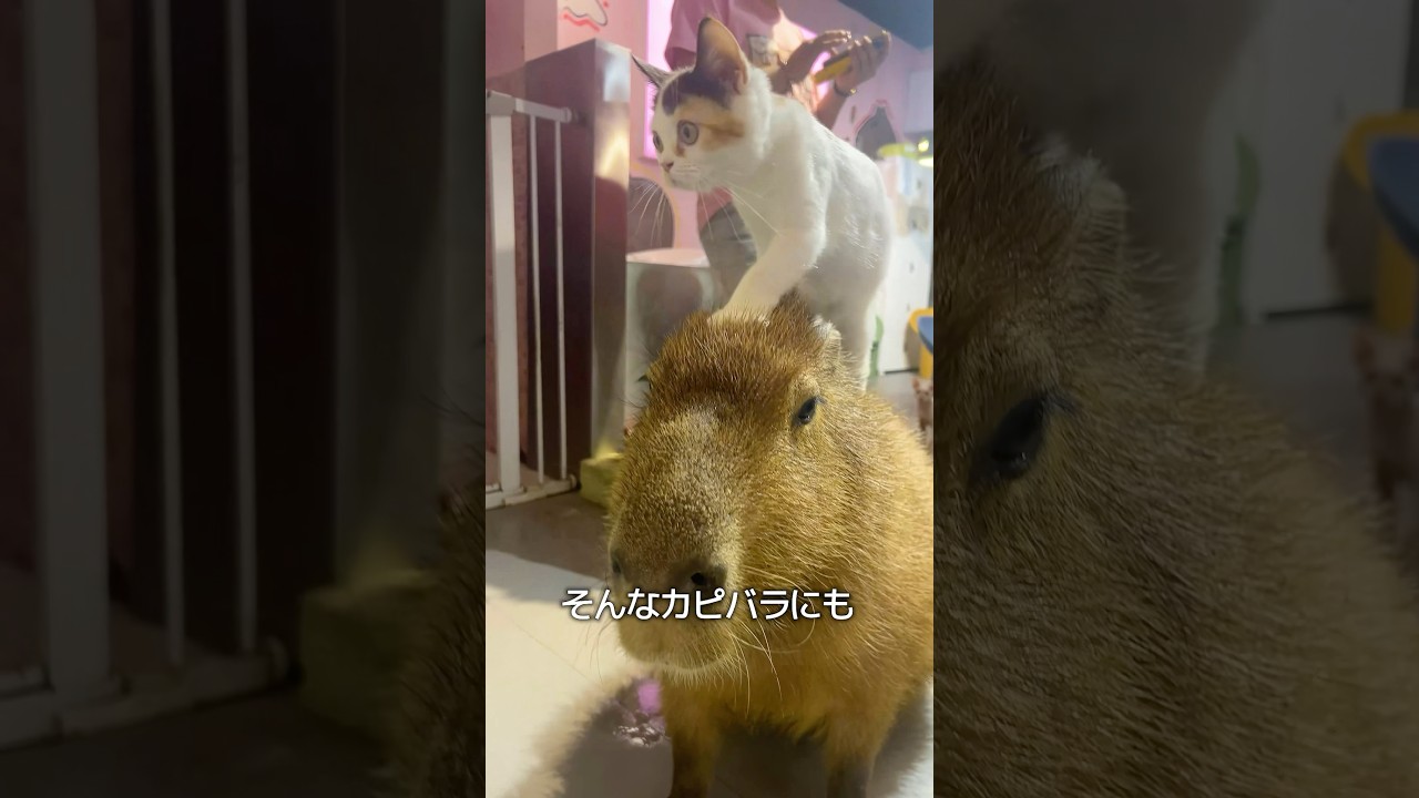 カピバラの限界