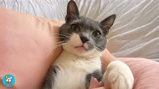 Nobody Wanted This Cat… Until My Husband Held Him Once
