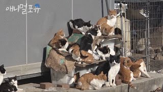 모르는 70마리 길고양이들이 나를 집사로 간택해버렸다?!KBS 류수영의 동물티비 210212 방송