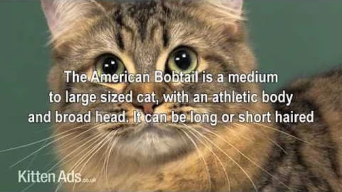 Video 14781: american bobtail cat, bobtail breed, american hair, long hair cat