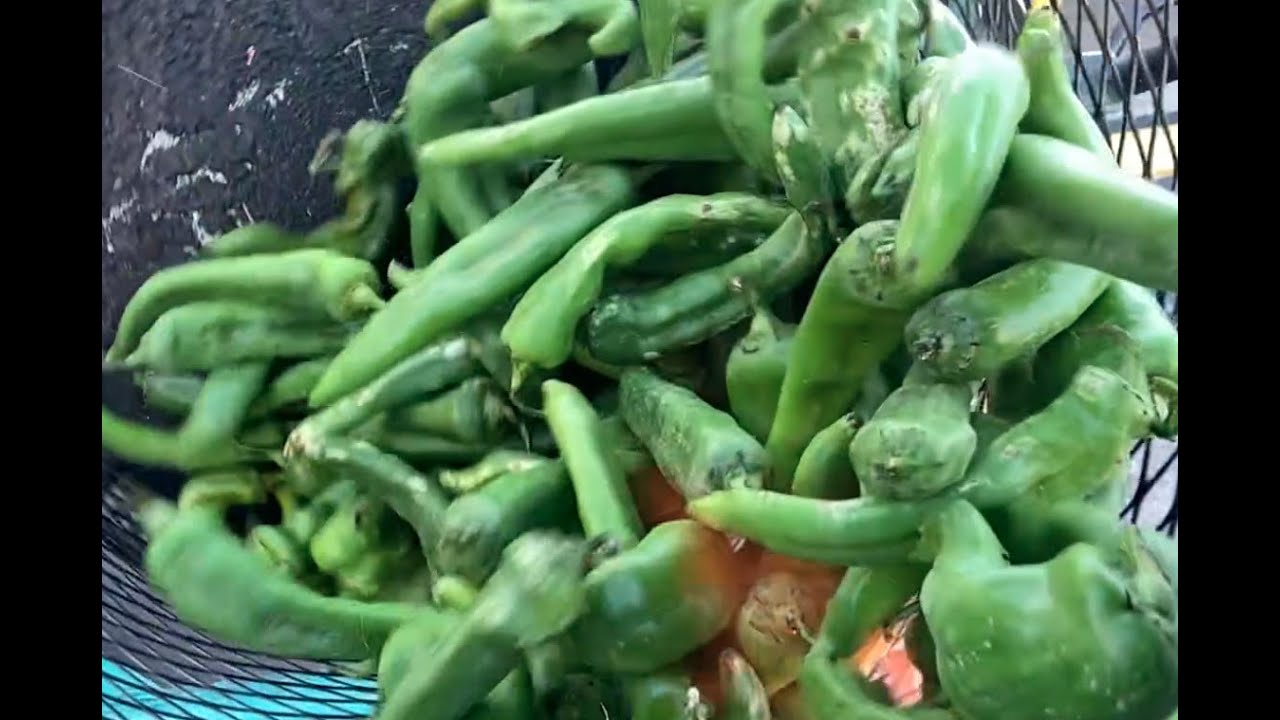 Green Chile Roasting Season YouTube