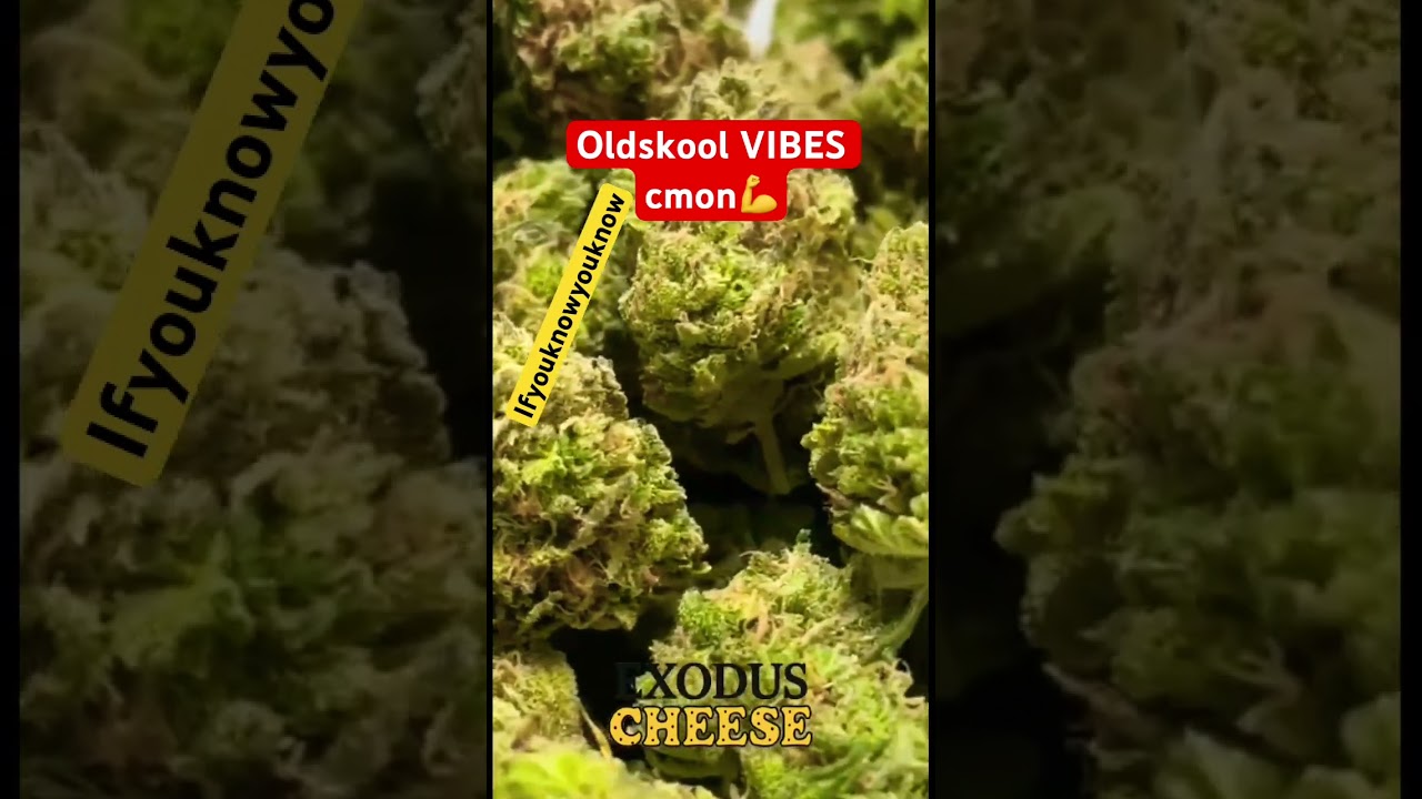 🇬🇧 UK EXODUS CHEESE REVIEW COMING SOOOON🤯 