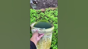 tìm thấy con cá lóc trong xô nước 😱