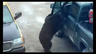 Bear Opening Truck Door