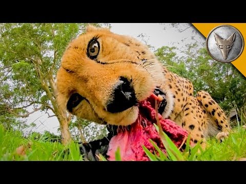 MEATING a Cheetah!
