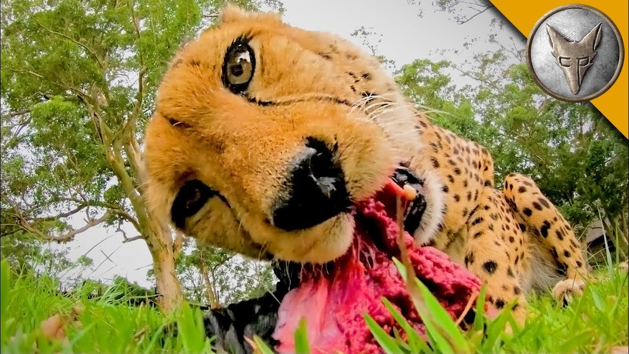 ⁣MEATING a Cheetah!