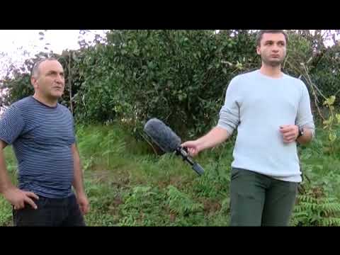 როგორ მიიღო ფერმერმა გურიაში მანდარინის კარგი მოსავალი 2 11 18