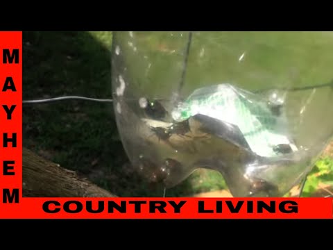 Japanese beetle traps