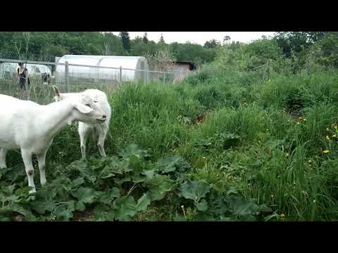 Сколько доится коза. Период лактации у коз.