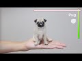 羊毛フェルトで作るパグ/"Pug" The process of making with wool felt