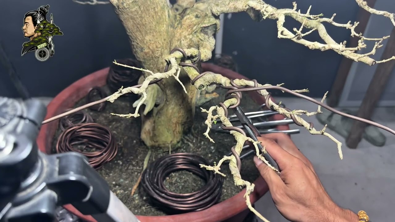 Vlog#64 tapering wiring from secondary 1-2-3 to 4th, gen, #tutorial #bonsai #bonsaiworkshop 🌳🫶🏼🇵🇭