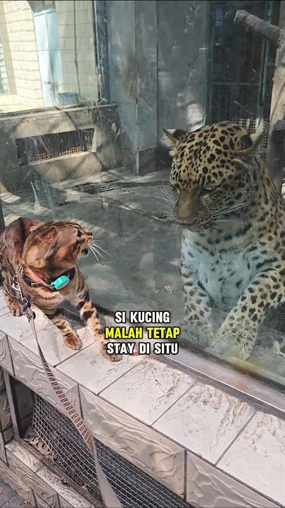 When the cat meets its twin: the leopard