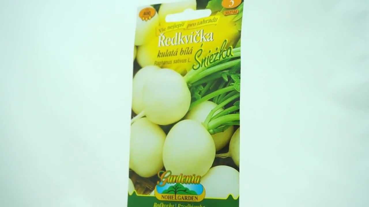 Ředkvička kulatá bílá Sniezka