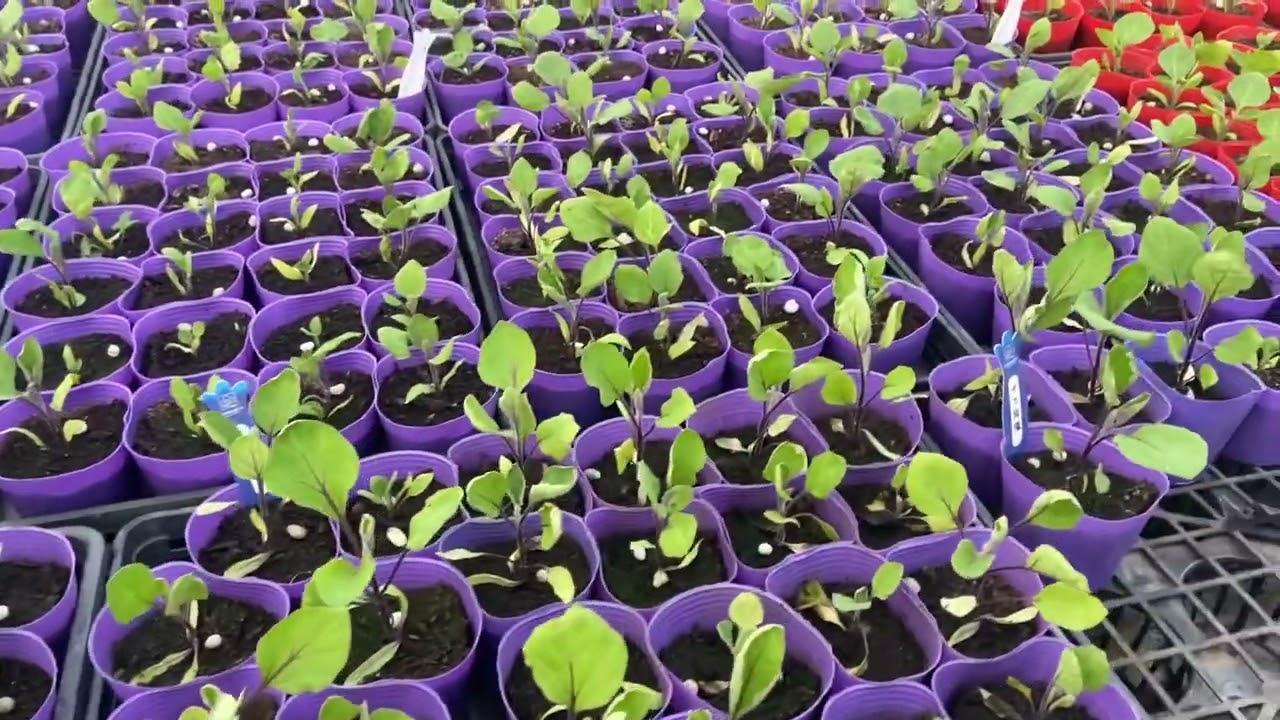 野菜苗を早く植えたい方に伝えたい注意点【初心者編】 - YouTube