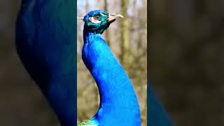 #peacock #sound#zoom