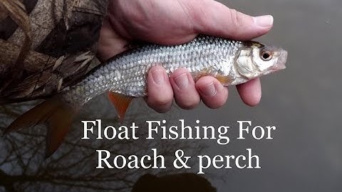 Float fishing for perch & roach