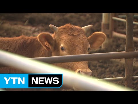 AI에 구제역, 브루셀라병까지...가축전염병 비상 / YTN (Yes! Top News)