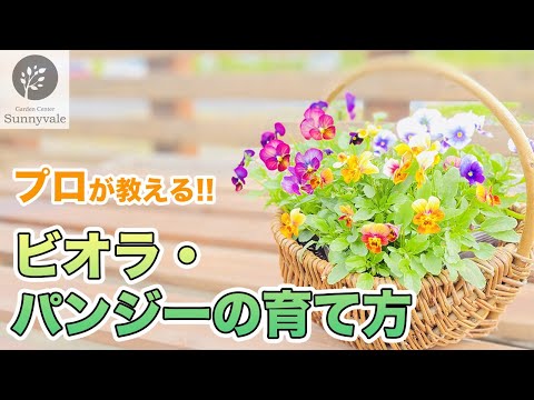 ビオラの育て方から楽しみ方まで！ - YouTube