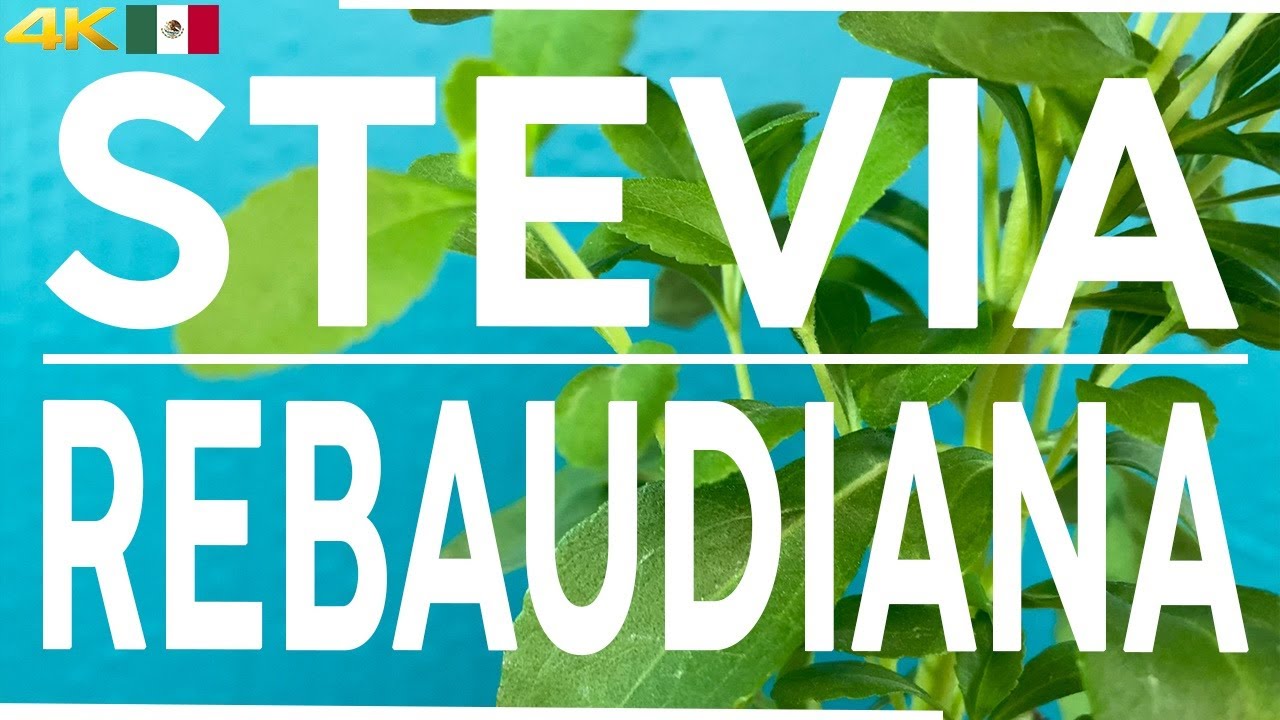 STEVIA benefits 🌿 ESTEVIA 🌿 ¿PARA QUE SIRVE ? Usos🌿 plants 🌿 nature